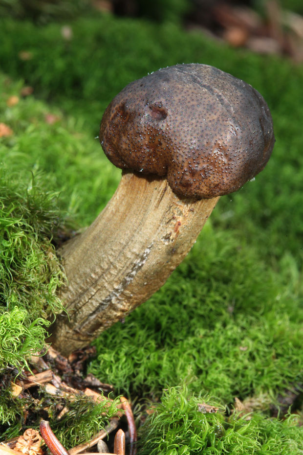 žezlovka Rouxova Elaphocordyceps  rouxii