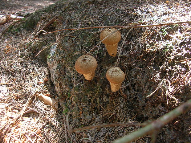 prášnica bradavičnatá Lycoperdon perlatum Pers.