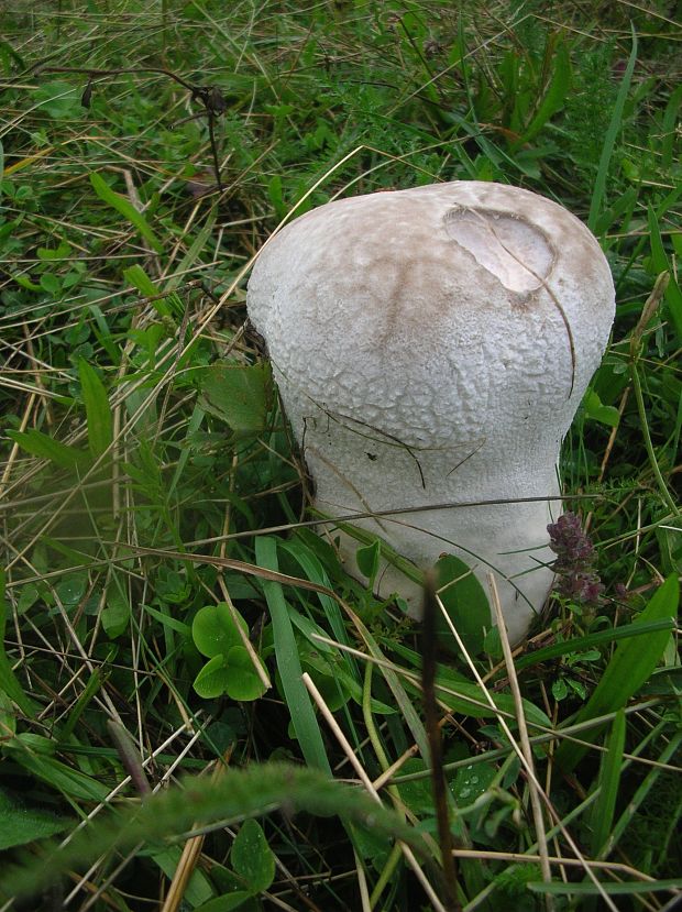 rozpadavec dlabaný Lycoperdon utriforme Bull.