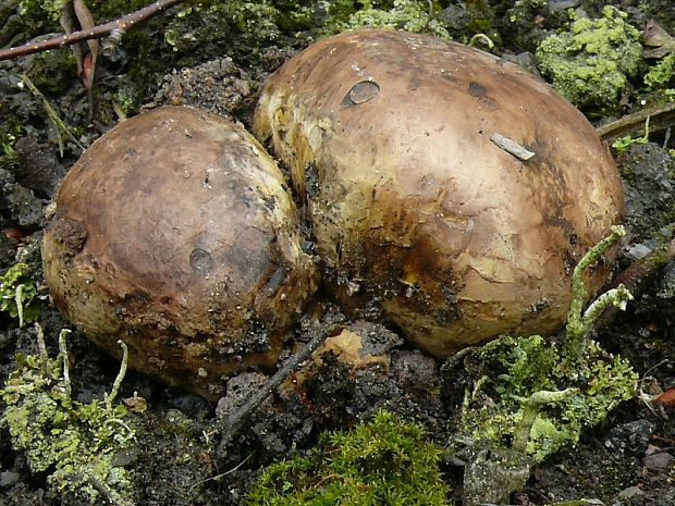 měcháč písečný Hráškovec obyčajný Pisolithus arhizus (Scop.) Rauschert