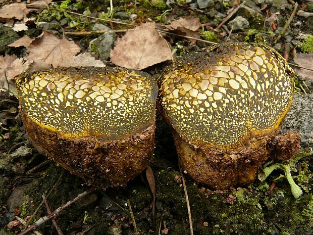 měcháč písečný - Hráškovec obyčajný Pisolithus arhizus (Scop.) Rauschert