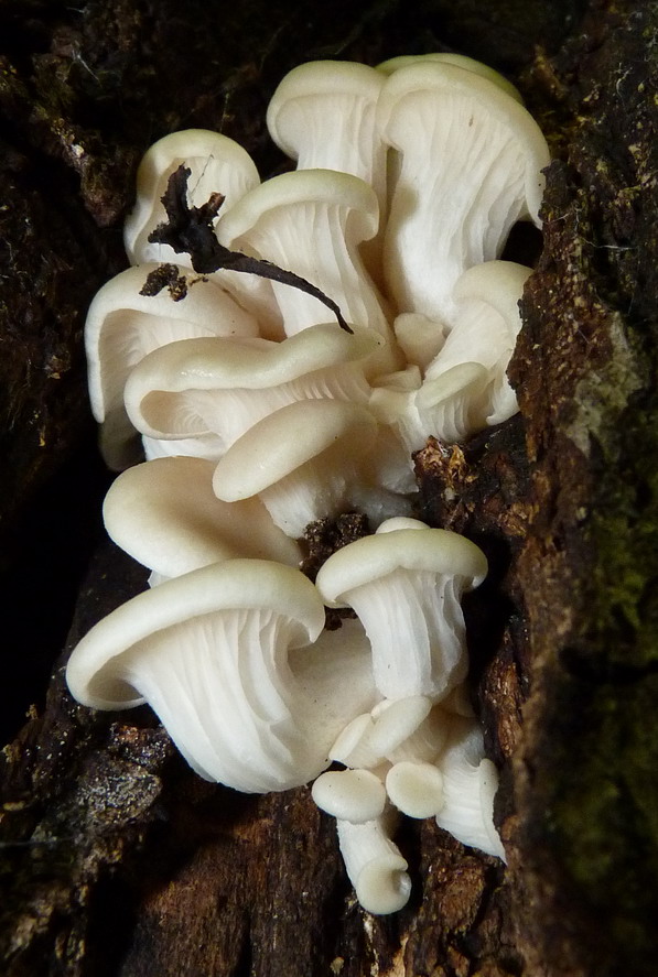 hliva buková Pleurotus pulmonarius (Fr.) Quél.