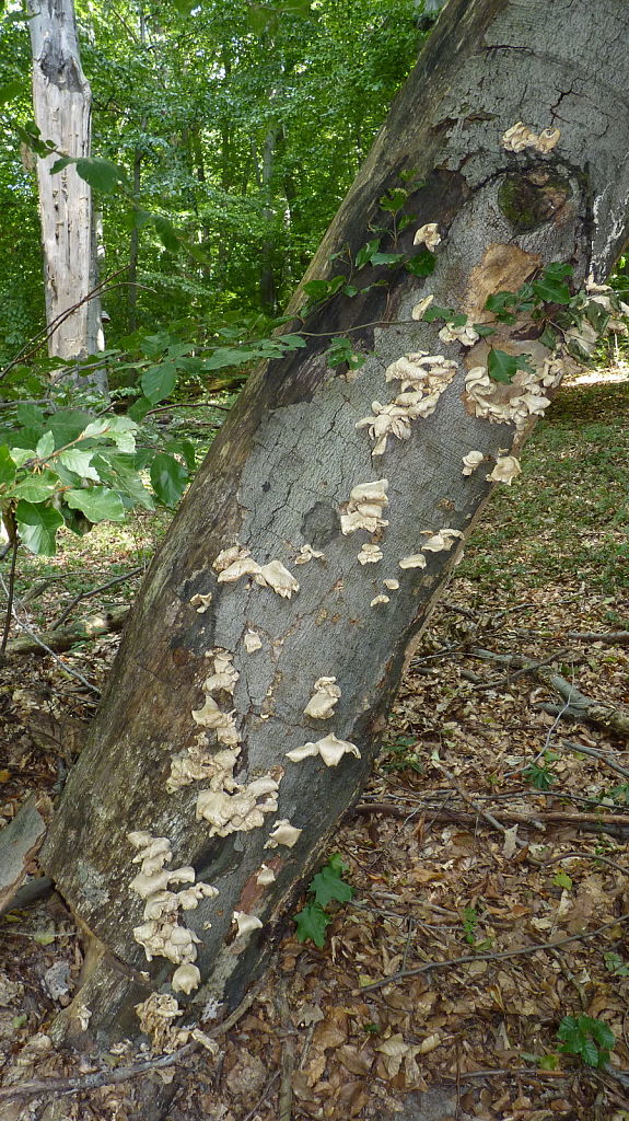 hliva buková Pleurotus pulmonarius (Fr.) Quél.