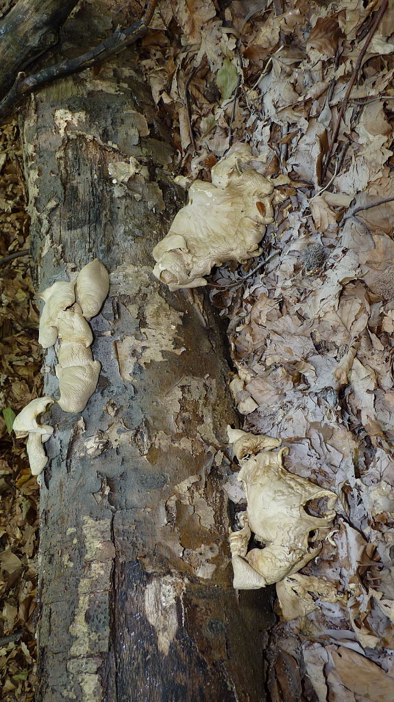 hliva buková Pleurotus pulmonarius (Fr.) Quél.