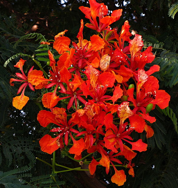 ... Royal Poinciana