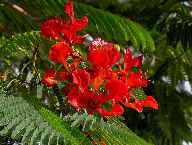 .... Royal Poinciana