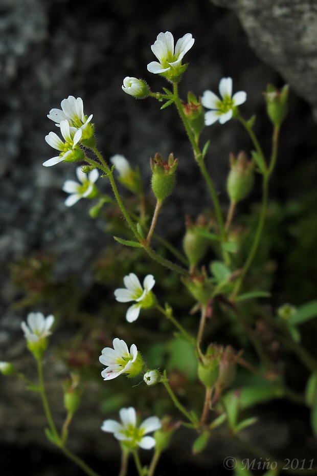 lomikameň vystupujúci Saxifraga adscendens L.