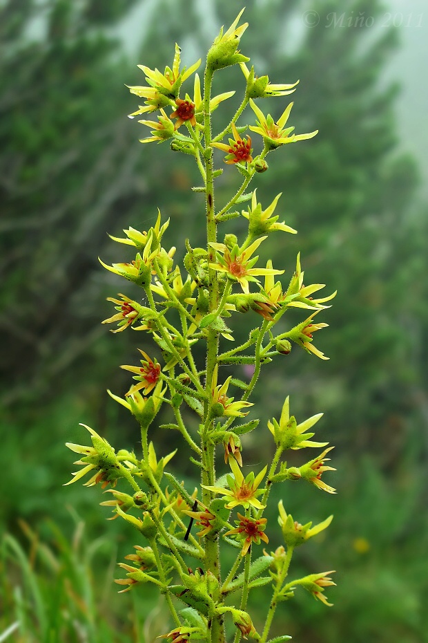 lomikameň pozmenený Saxifraga mutata L.