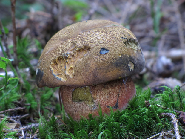 hríb zrnitohlúbikový Sutorius luridiformis (Rostk.) G. Wu & Zhu L. Yang