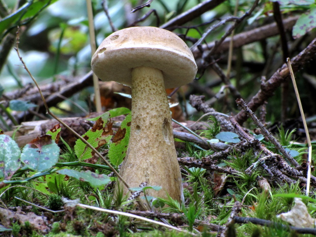 podhríb žlčový Tylopilus felleus (Bull.) P. Karst.