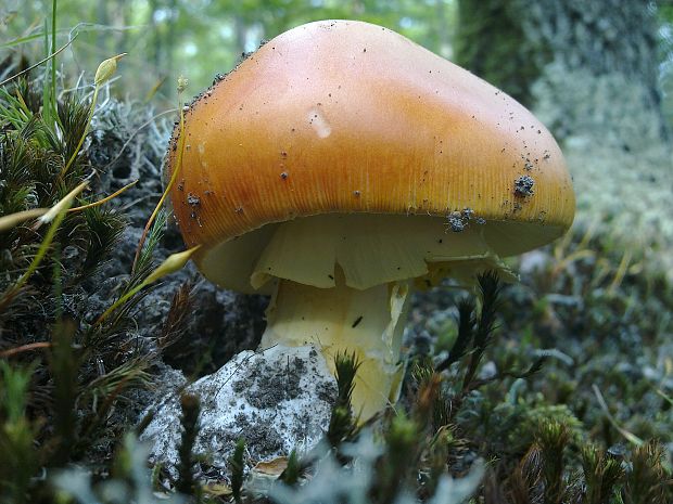 muchotrávka cisárska Amanita caesarea (Scop.) Pers.