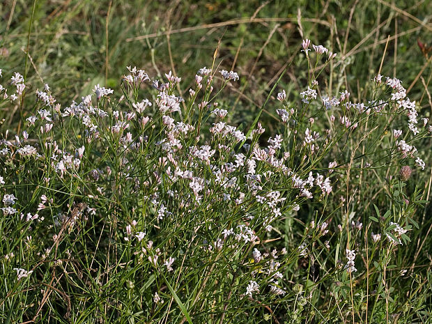 marinka psia Asperula cynanchica L.