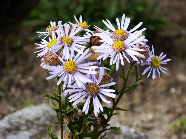 astra spišská Aster amelloides Besser