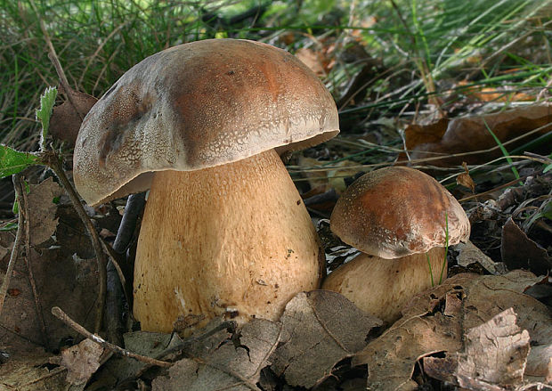 hríb bronzový Boletus aereus Bull. ex Fr.