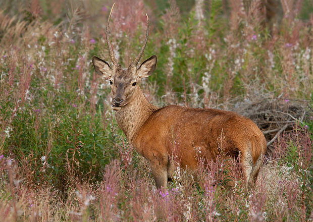 jeleň lesný Cervus elaphus