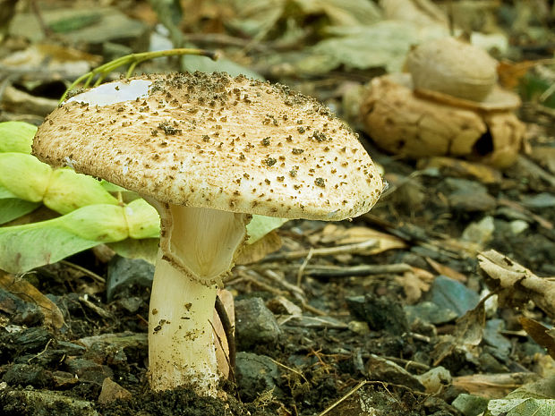 bedlička ostrošupinatá Echinoderma asperum (Pers.) Bon