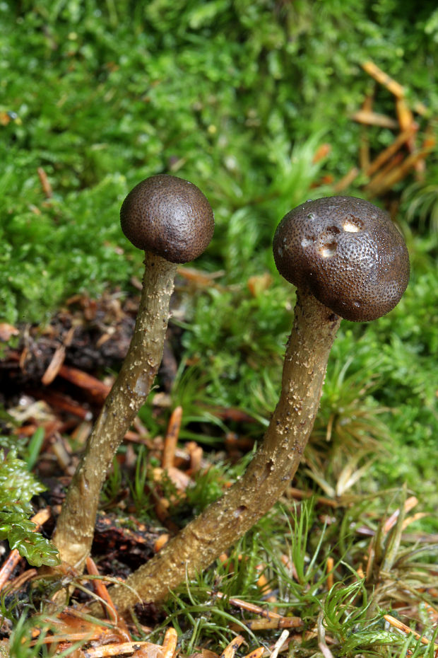 žezlovka Rouxova Elaphocordyceps  rouxii