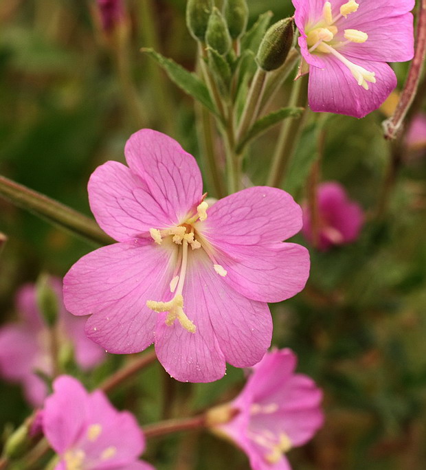 vŕbovka chlpatá Epilobium hirsutum L.