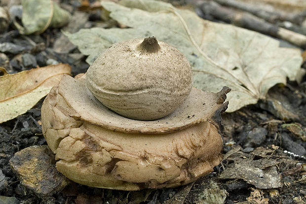 hviezdovka trojitá Geastrum triplex Jungh.