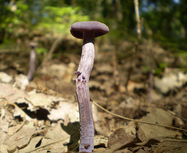 lakovka ametystová Laccaria amethystina (Huds.) Cooke