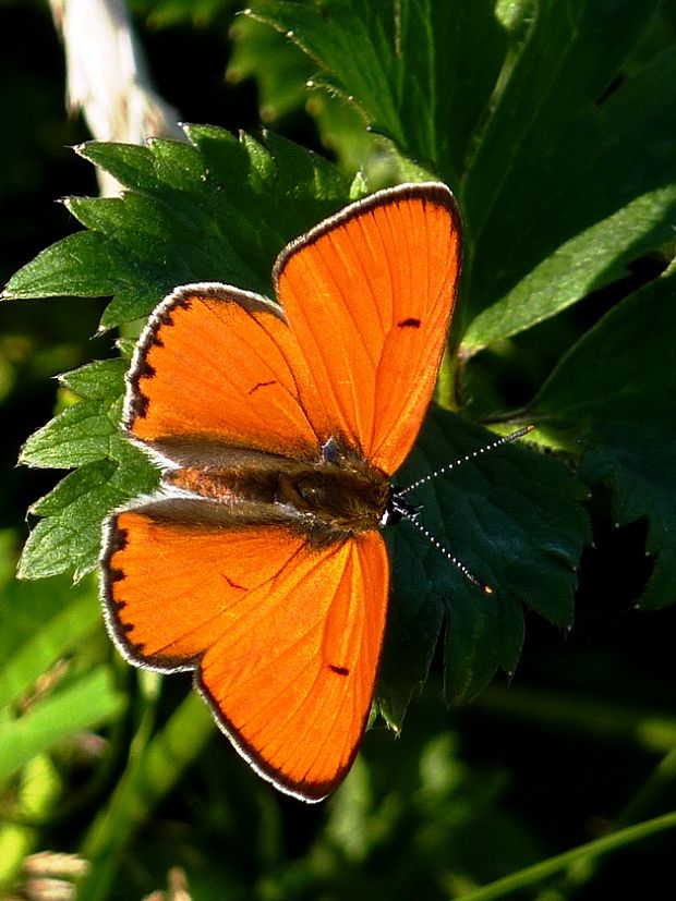 ohniváček veľký Lycaena dispar