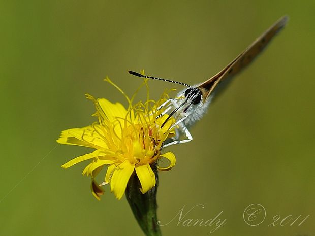 ohniváčik čiernokrídly Lycaena phlaeas