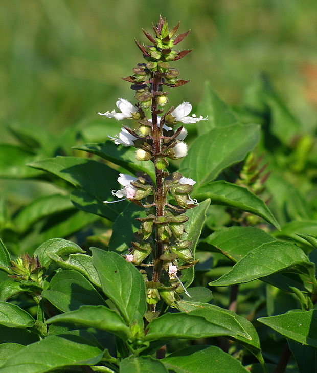 bazalka  Ocimum sp. L.