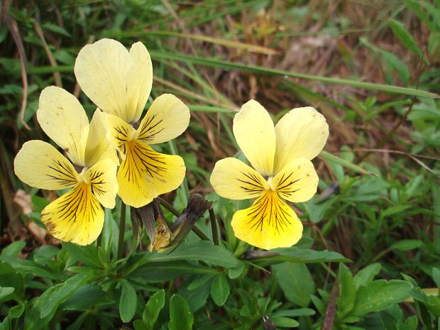 fialka žltá sudetská Viola lutea subsp. sudetica (Willd.) Nyman