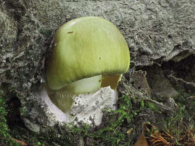 muchotrávka zelená Amanita phalloides (Vaill. ex Fr.) Link