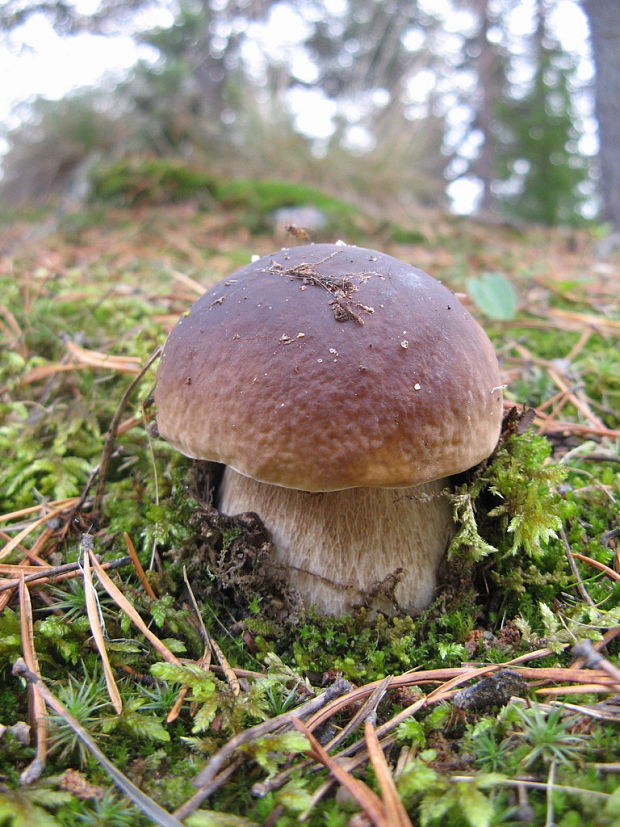 hríb smrekový Boletus edulis Bull.