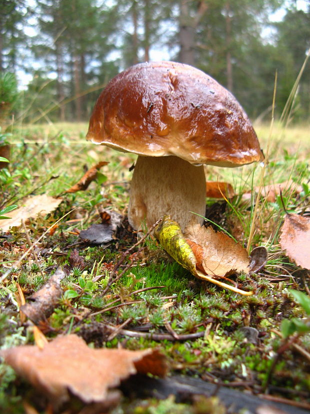 hríb smrekový Boletus edulis Bull.