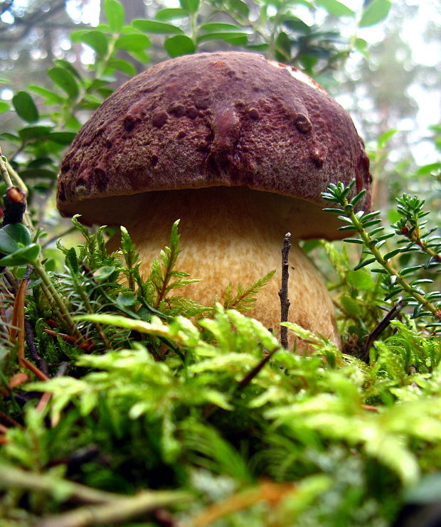 hríb sosnový Boletus pinophilus Pil. et Dermek in Pil.