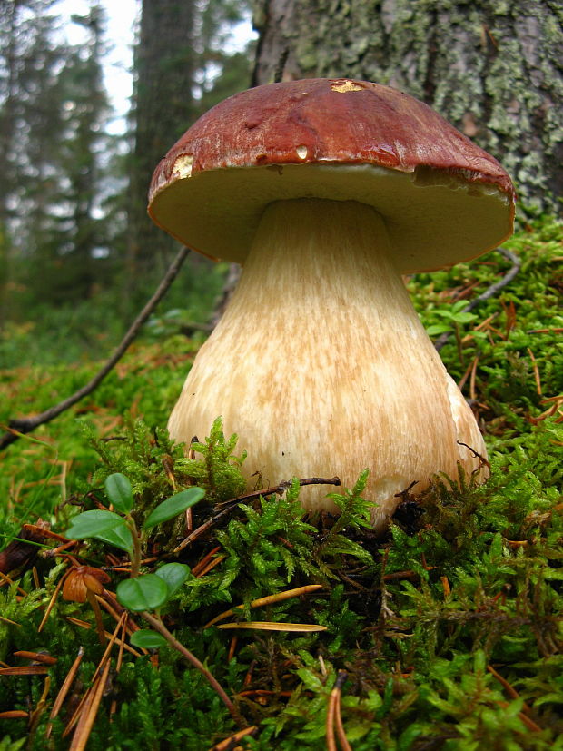 hríb sosnový Boletus pinophilus Pil. et Dermek in Pil.