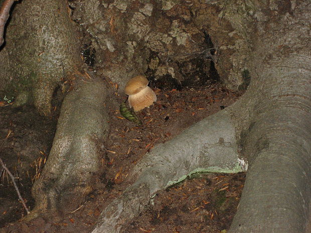 hríb dubový Boletus reticulatus Schaeff.