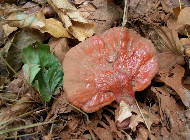 lesklokôrovka obyčajná Ganoderma lucidum (Curtis) P. Karst.