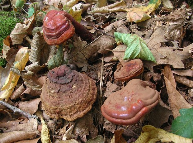 lesklokôrovka obyčajná Ganoderma lucidum (Curtis) P. Karst.