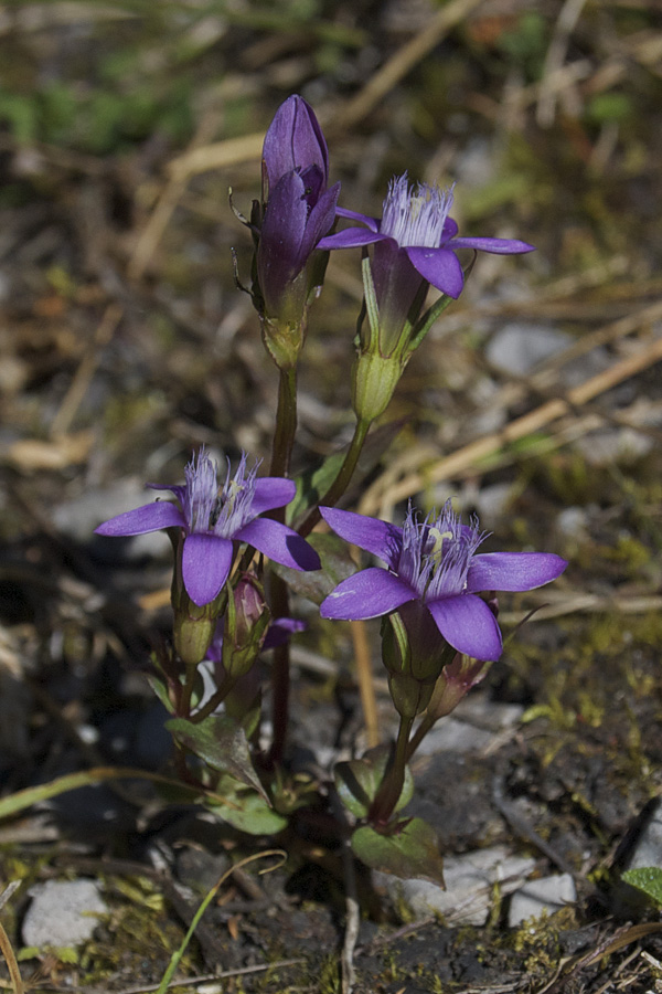 horček Gentianella sp.