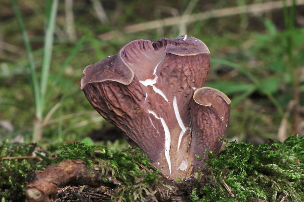 lievikovec kyjakovitý Gomphus clavatus (Pers.) Gray