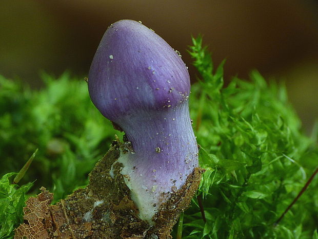 vláknica hlinovolupeňová Inocybe geophylla P. Kumm.