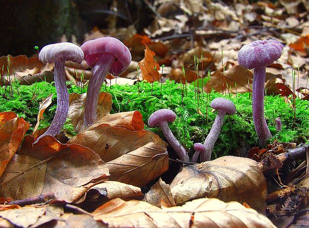 lakovka ametystová Laccaria amethystina (Huds.) Cooke