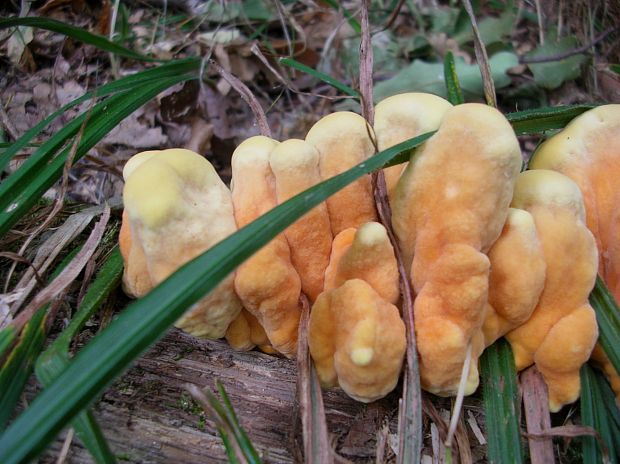 sírovec obyčajný Laetiporus sulphureus (Bull.) Murrill