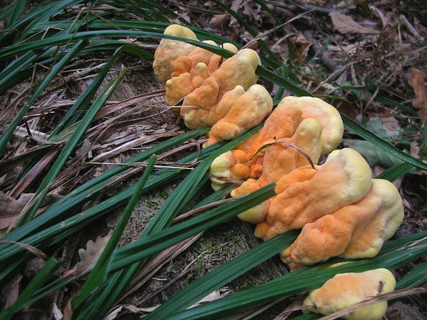 sírovec obyčajný Laetiporus sulphureus (Bull.) Murrill