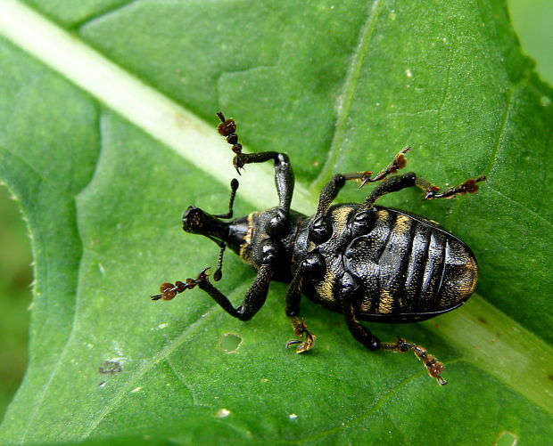 tvrdoň deväťsilový Liparus glabrirostris