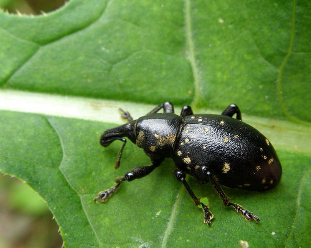 tvrdoň deväťsilový Liparus glabrirostris