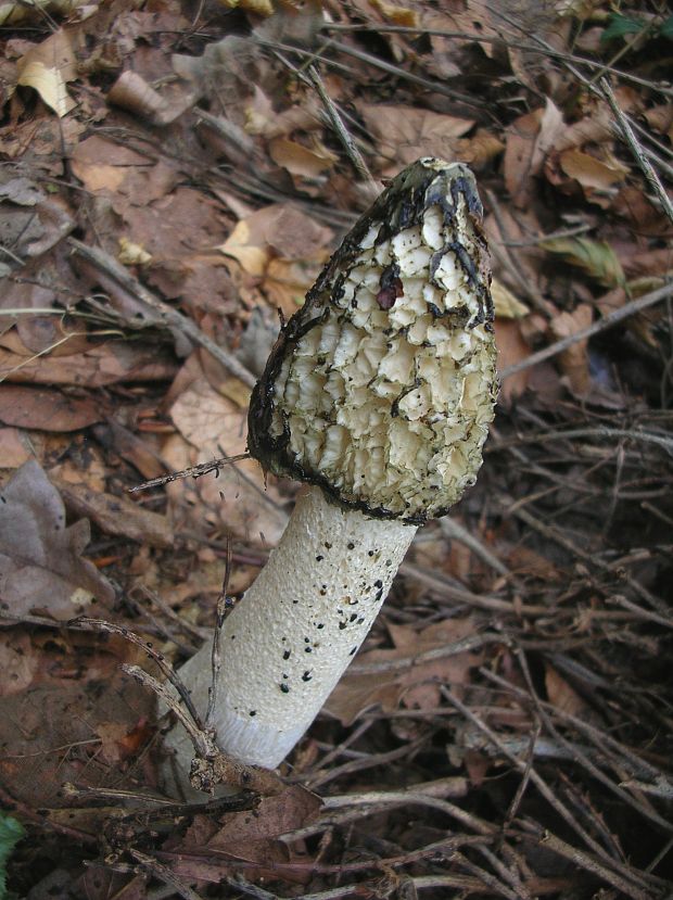 hadovka smradľavá Phallus impudicus L.