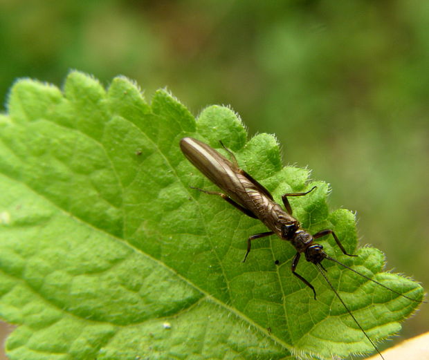 pošvatka Plecoptera sp