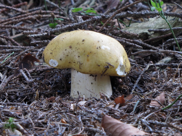 plávka Russula sp.