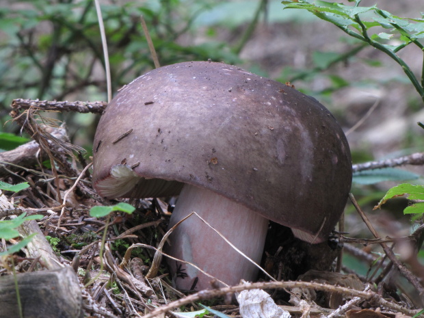 plávka Russula sp.