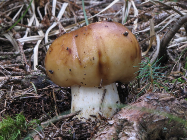 plávka Russula sp.