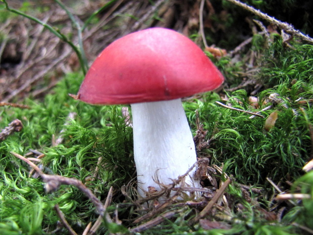 plávka Russula sp.